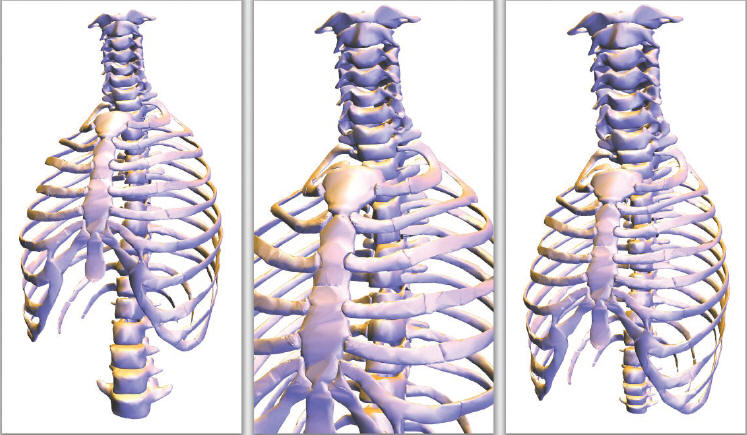 Thorax Model